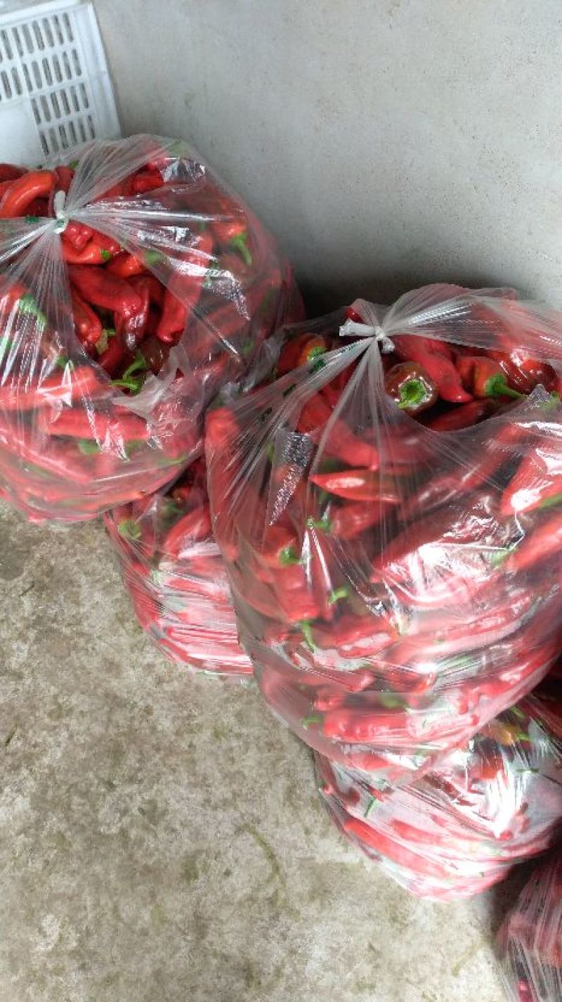 薄皮椒苏椒10~15厘米微辣青大量供应