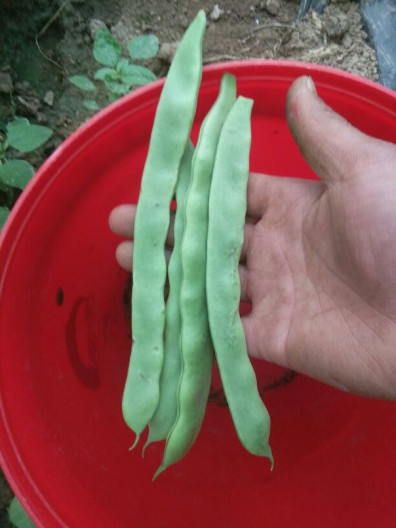 扁青芸豆15以上