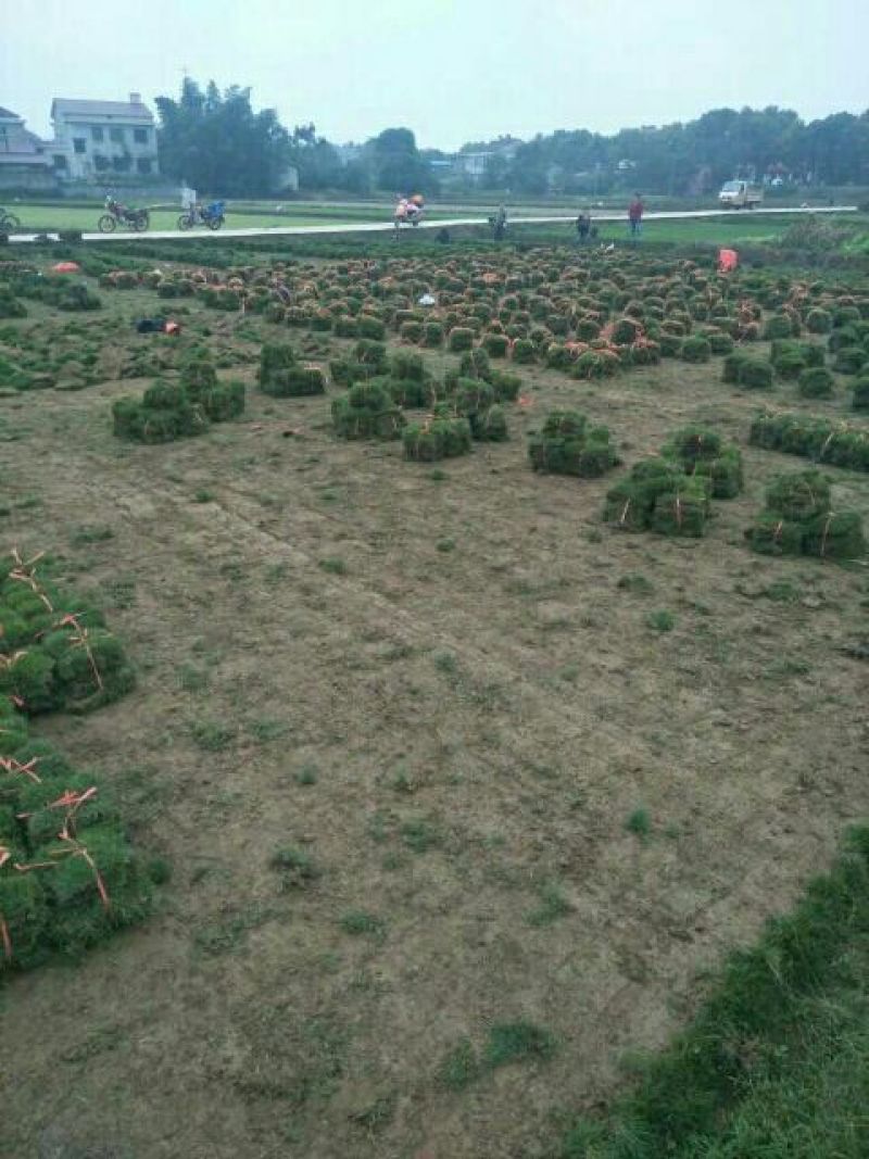 草皮