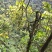 广西河池本地野生六万大石山黑血藤