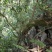 广西河池本地野生六万大石山黑血藤