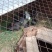 肉兔1斤以下种兔