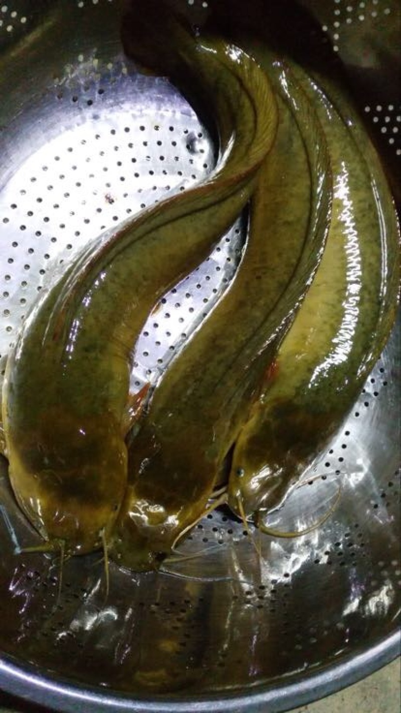 胡子鲶苗塘虱鱼苗供应