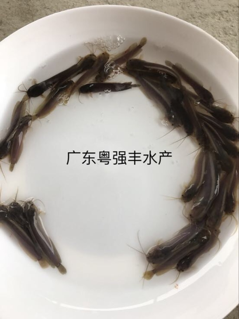 胡子鲶苗塘虱鱼苗供应