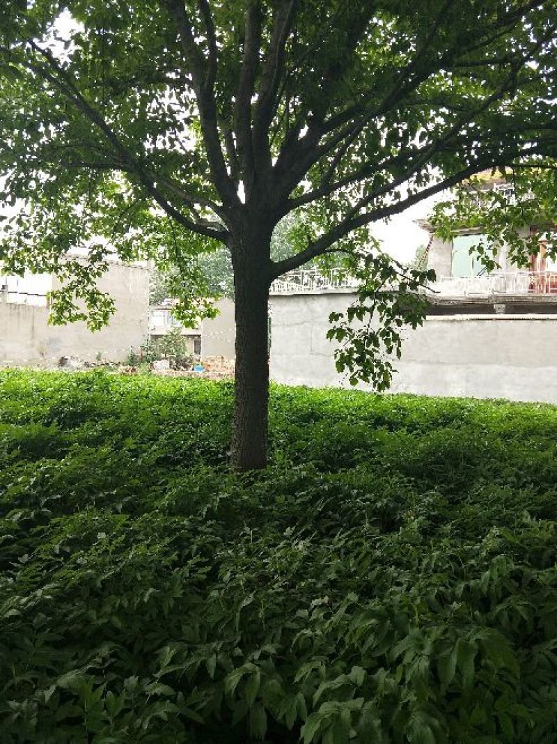 杜仲