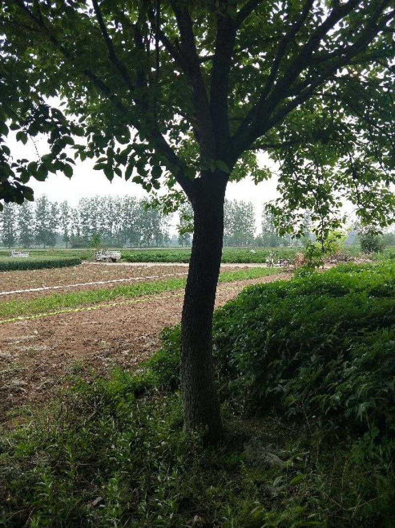 杜仲