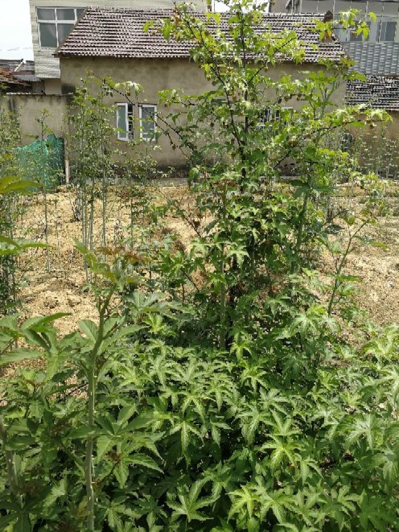 正宗掌叶覆盆子树苗7叶5叶五叶七叶树莓苗山莓3月泡