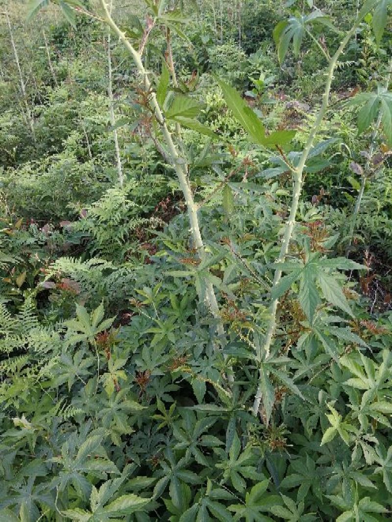 正宗掌叶覆盆子树苗7叶5叶五叶七叶树莓苗山莓3月泡