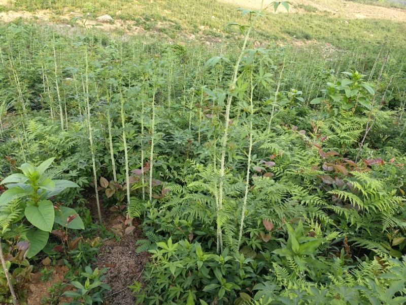 正宗掌叶覆盆子树苗7叶5叶五叶七叶树莓苗山莓3月泡