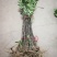 中华花吴茱萸苗1-1.5米