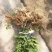 中华花吴茱萸苗1-1.5米