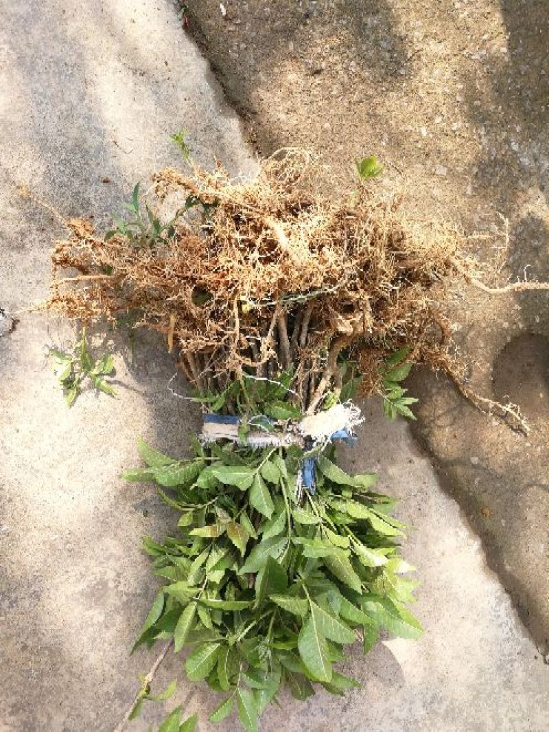 中华花吴茱萸苗1-1.5米