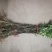 中华花吴茱萸苗1-1.5米