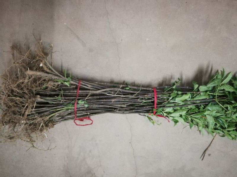 中华花吴茱萸苗1-1.5米