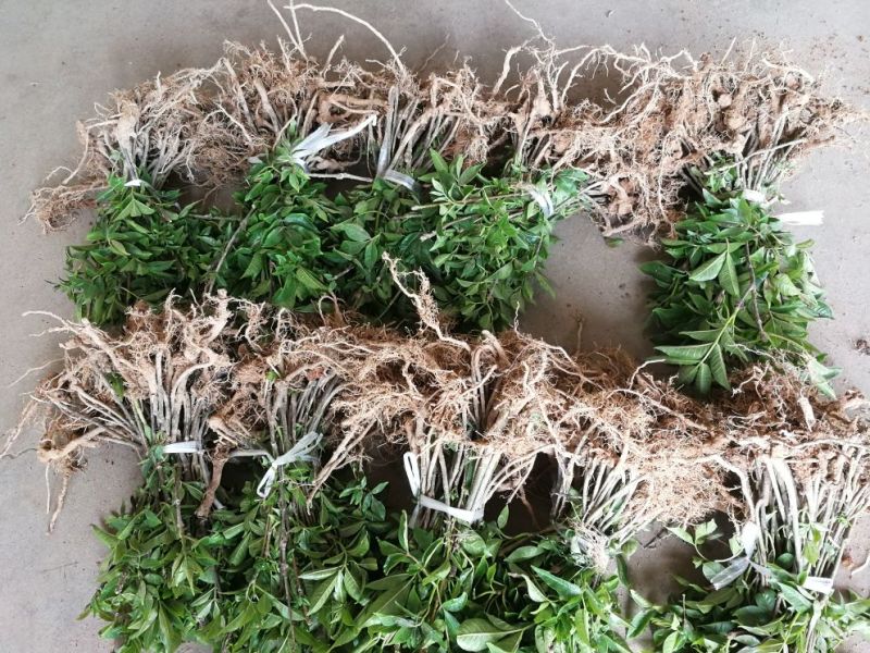 中华花吴茱萸苗1-1.5米