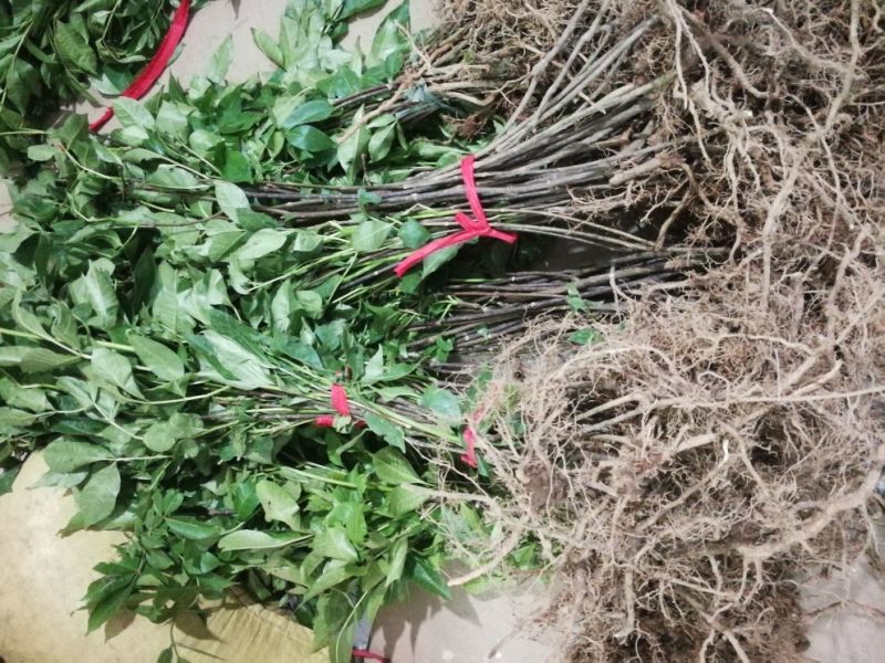 中华花吴茱萸苗1-1.5米