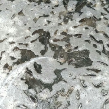 鲫鱼