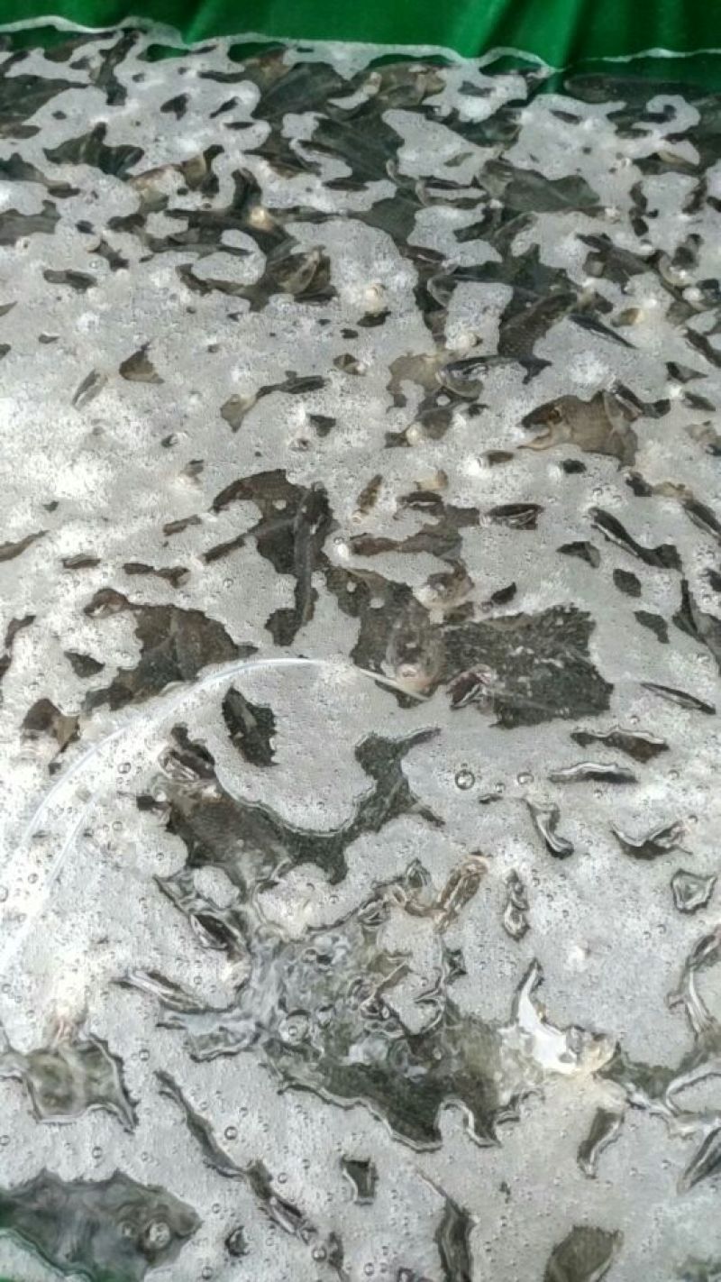 鲫鱼