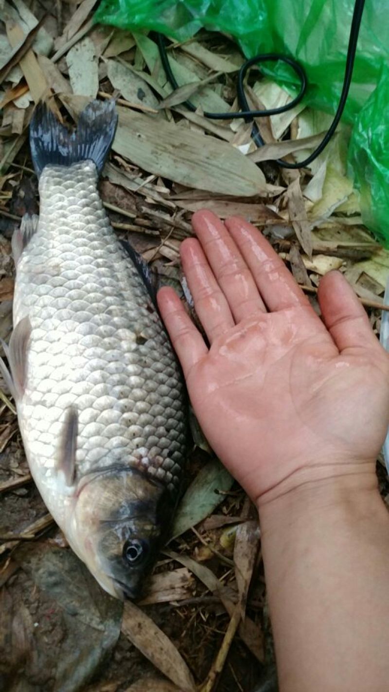 鲫鱼