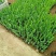 鸢尾带盆栽好