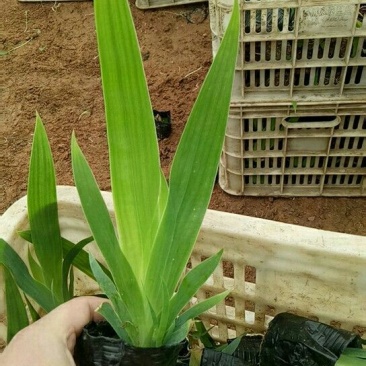 鸢尾带盆栽好