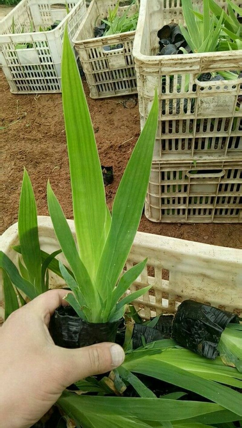 鸢尾带盆栽好