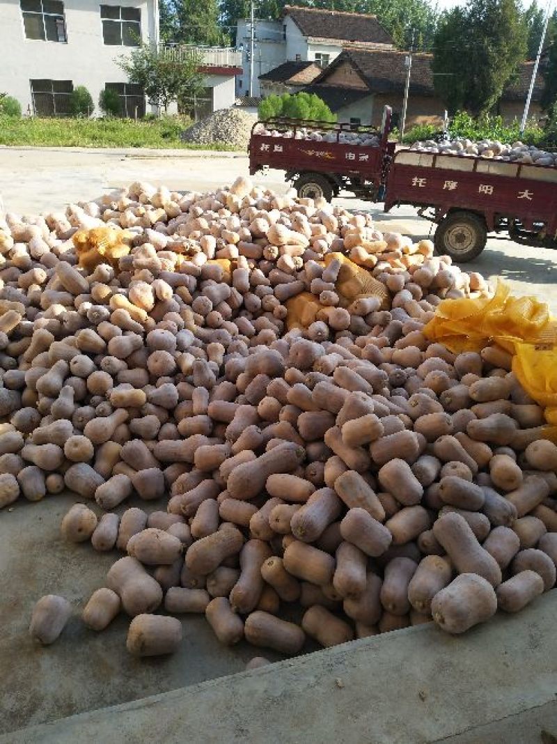 枕头南瓜，板栗南瓜，囗感面甜，一手货源产地直发