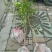 红橘苗80~120cm