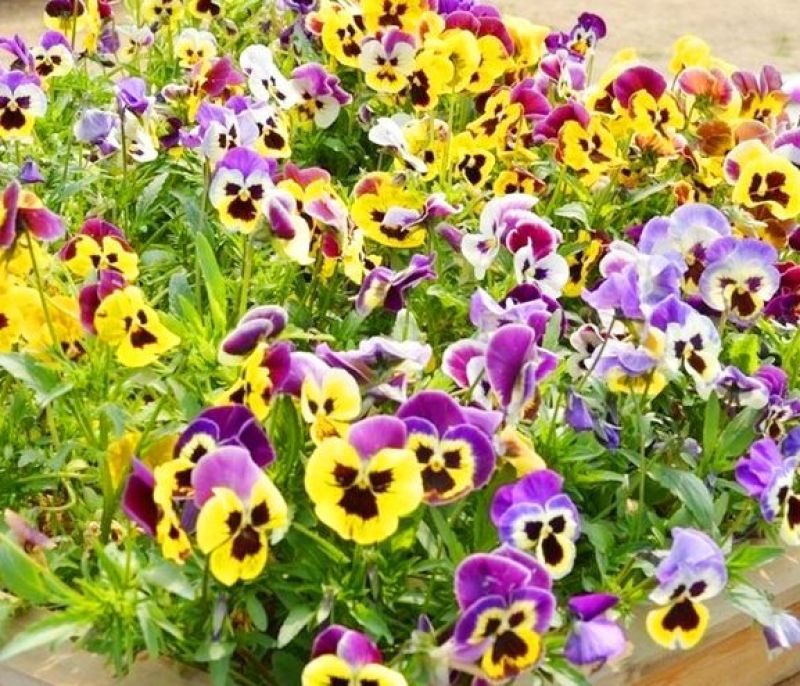 三色堇小苗批发猫脸蝴蝶花人面草花路边绿化