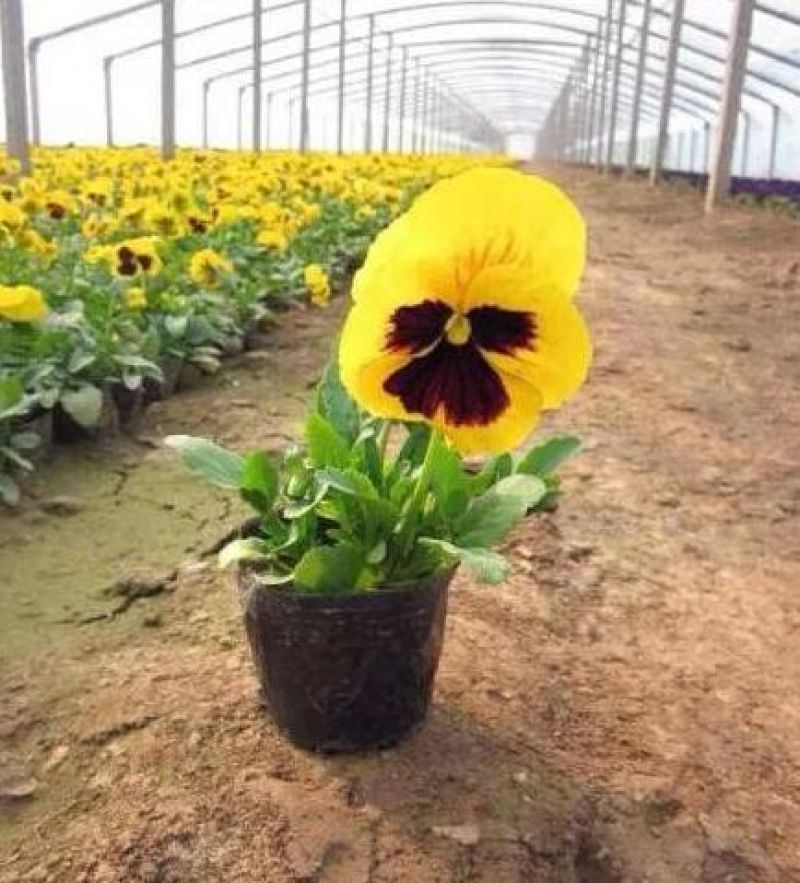 三色堇小苗批发猫脸蝴蝶花人面草花路边绿化
