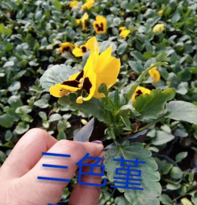 三色堇小苗批发猫脸蝴蝶花人面草花路边绿化