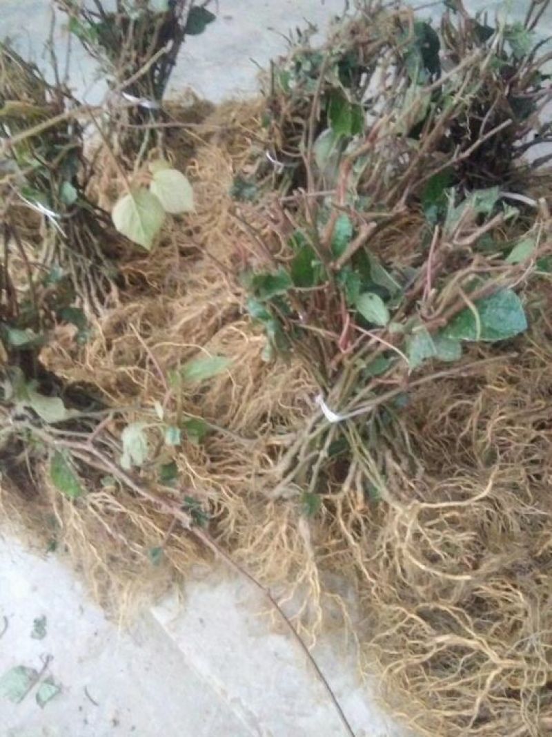 猕猴桃苗实生苗0.8~1cm30cm以下
