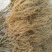 猕猴桃苗实生苗0.8~1cm30cm以下