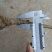 猕猴桃苗实生苗0.8~1cm30cm以下
