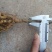 猕猴桃苗实生苗0.8~1cm30cm以下