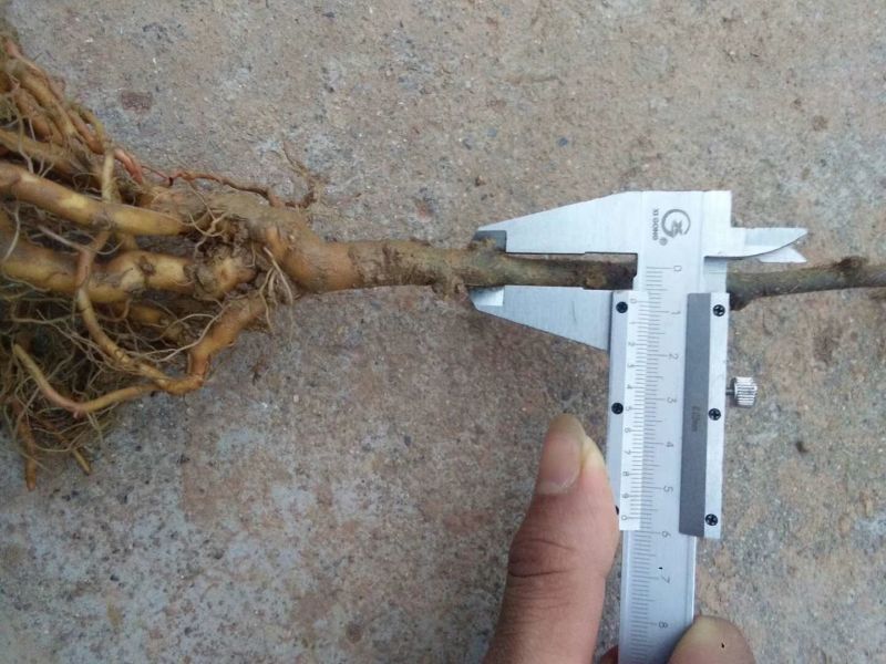 猕猴桃苗实生苗0.8~1cm30cm以下