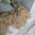 猕猴桃苗实生苗0.8~1cm30cm以下
