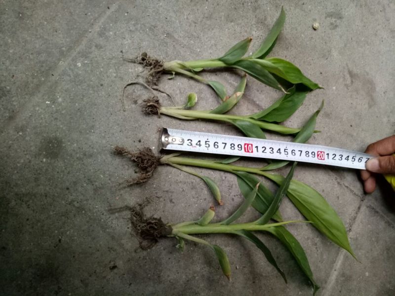 草果苗10~20cm