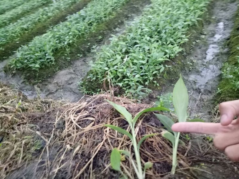 草果苗10~20cm