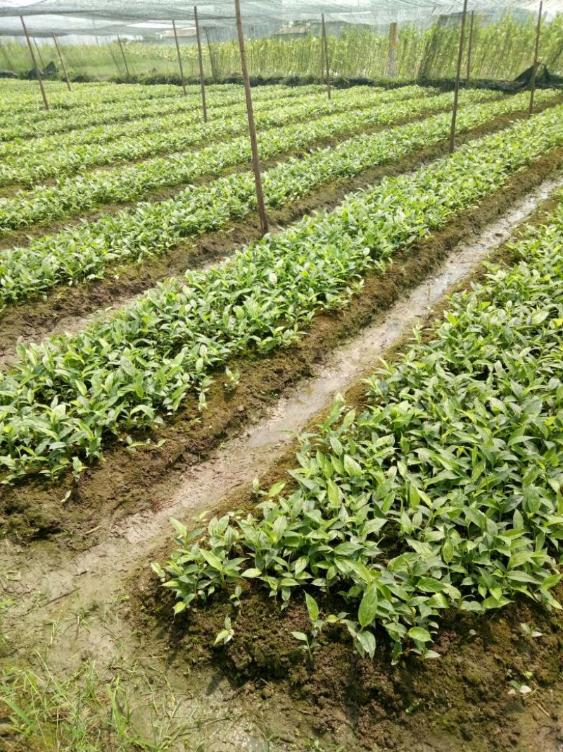 草果苗10~20cm