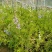 鲁冰花园林工程花草公园花海观赏花卉