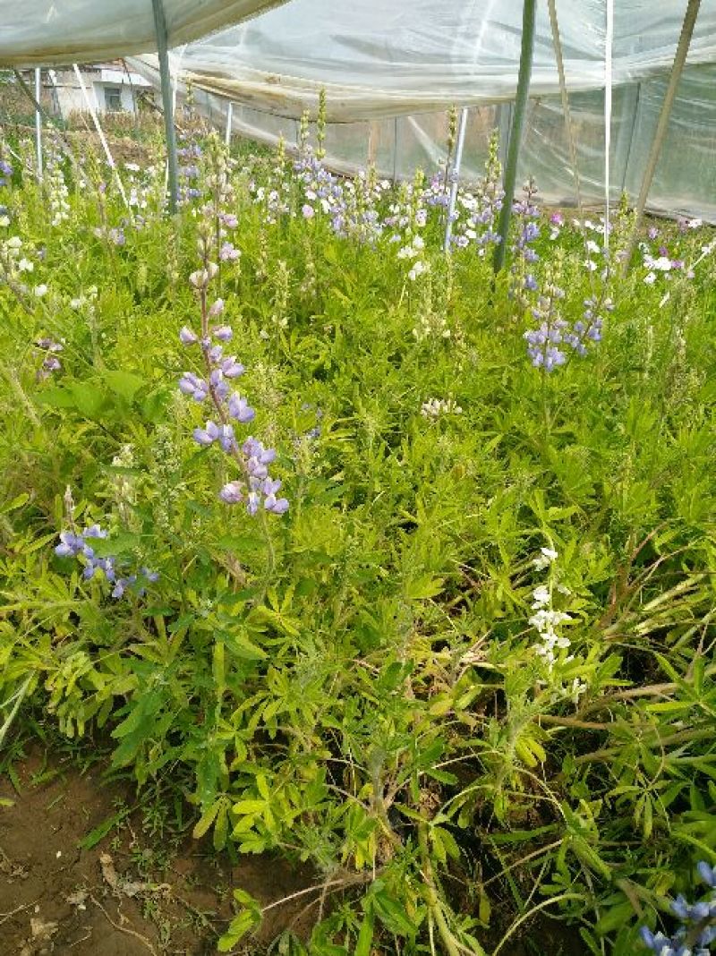 鲁冰花园林工程花草公园花海观赏花卉