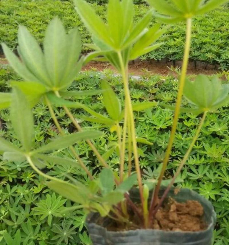 鲁冰花园林工程花草公园花海观赏花卉