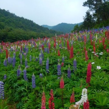 鲁冰花园林工程花草公园花海观赏花卉