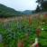 鲁冰花园林工程花草公园花海观赏花卉