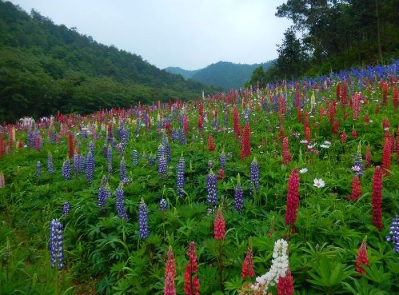 鲁冰花园林工程花草公园花海观赏花卉