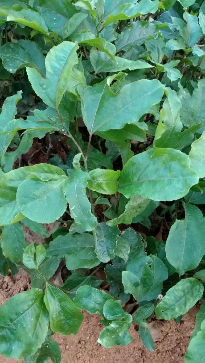 黄金百香果苗10cm以下