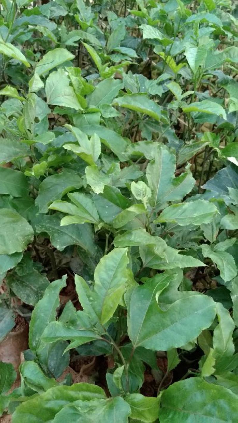 黄金百香果苗10cm以下
