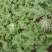 8424西瓜6斤打底8成熟1茬