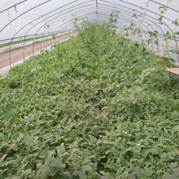 8424西瓜6斤打底8成熟1茬